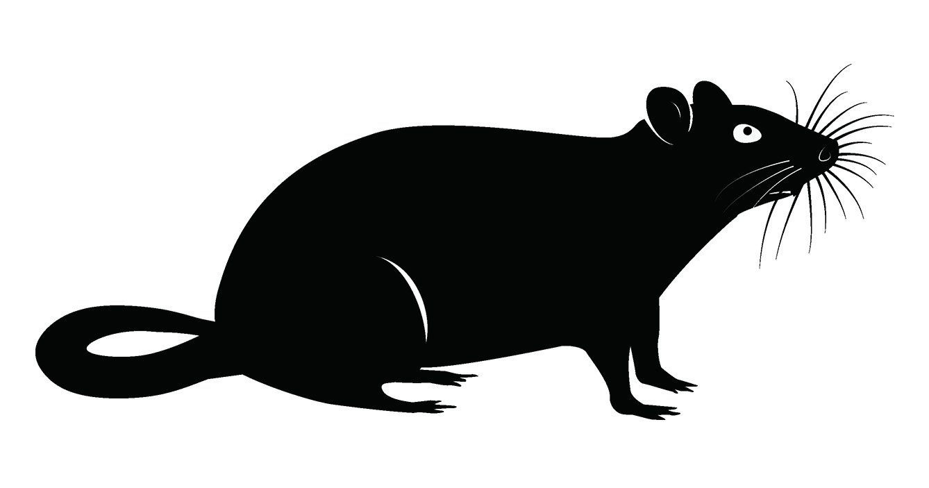 Pure rat poziom